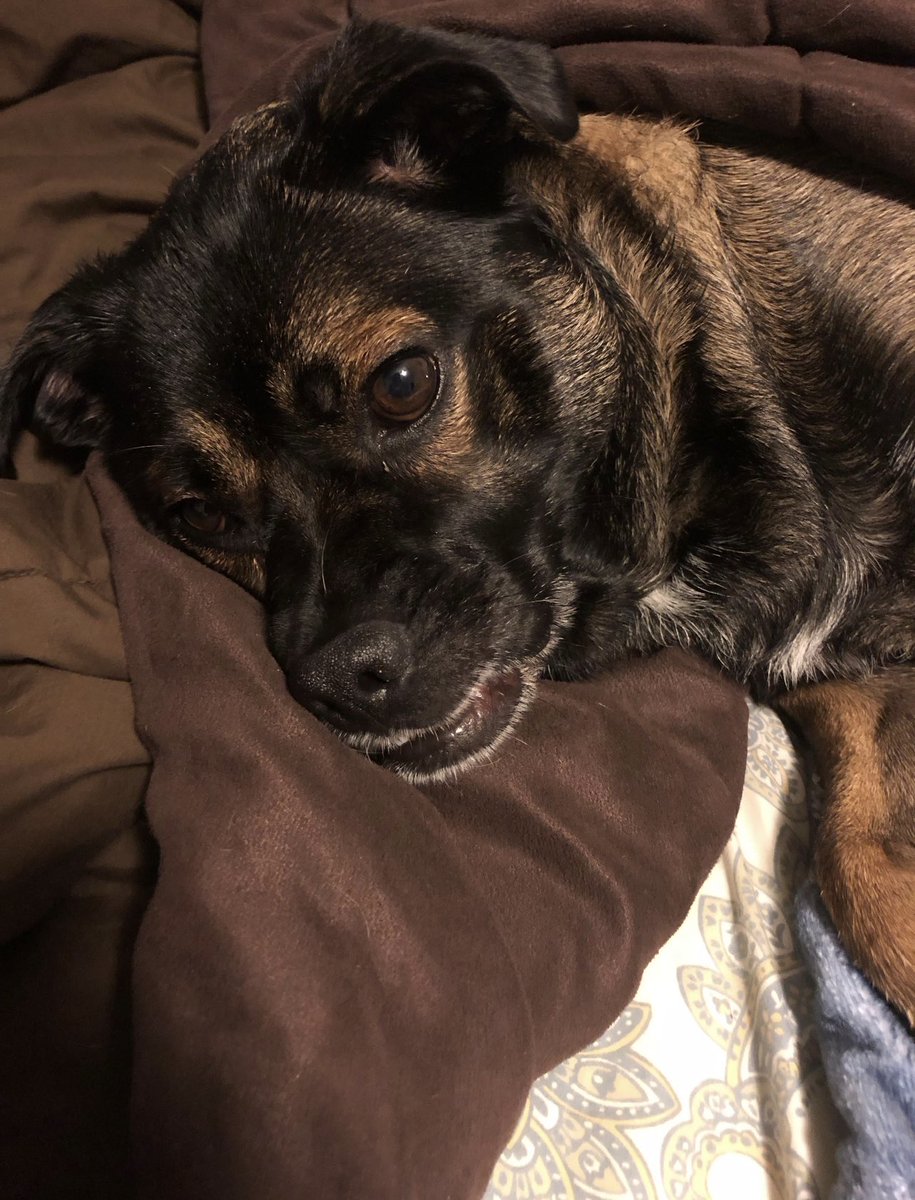 飼い主のエディブルを食べて地獄を見ているお犬様

お犬様はTHCAでもガンギマルから生バッヅやコンセでもブリブリに

しかも最悪、犬って大麻のODで死ぬから要注意

特にチョコやコンセ、危険ドラッグに合成大麻系

完璧に飼い主の責任
