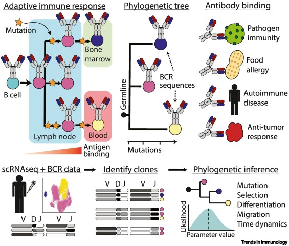 B cell phylogenetics in the single cell era dlvr.it/T0gXs7 #immunology