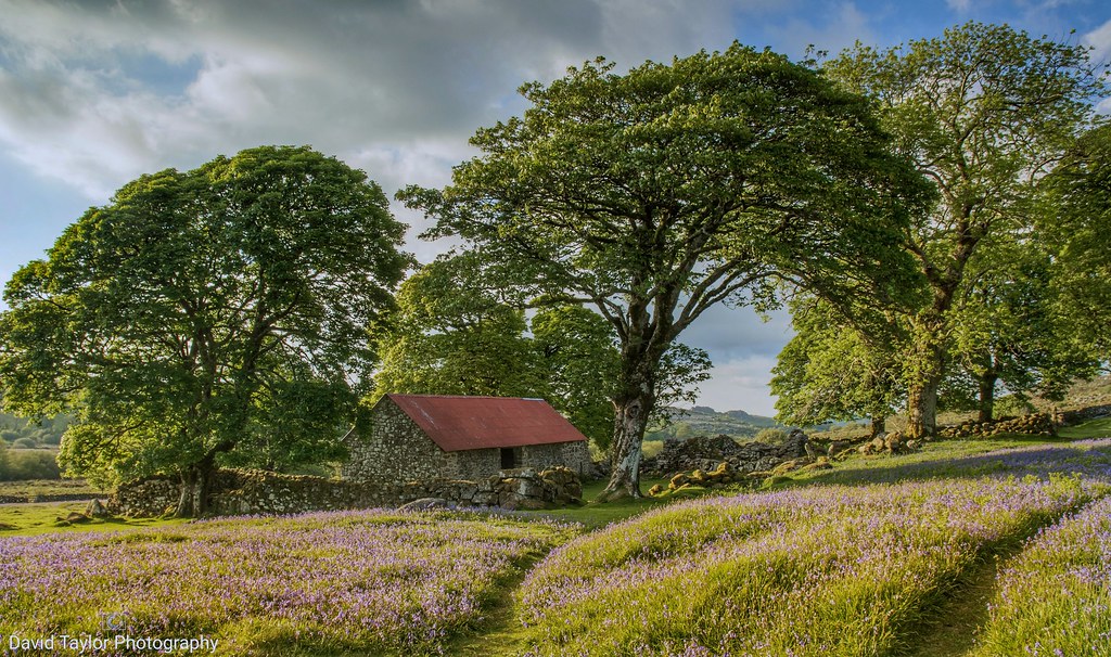 HoganSOG's tweet image. Blubell Heaven at Elmsworthy Mire. Dartmoor Devon, England. By David Taylor.