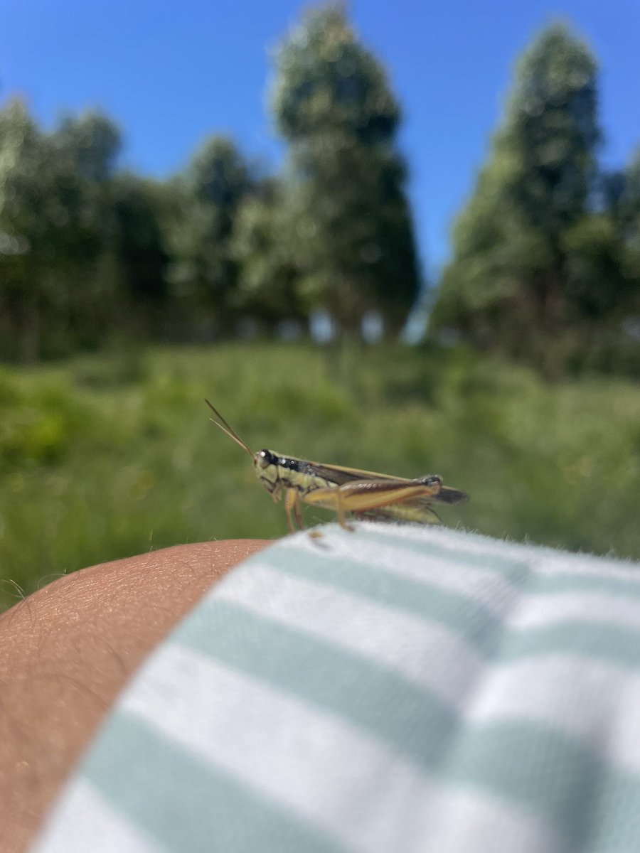Hoy salió recorrida de entores, engordes y recrías con el experto en pastos… a full.