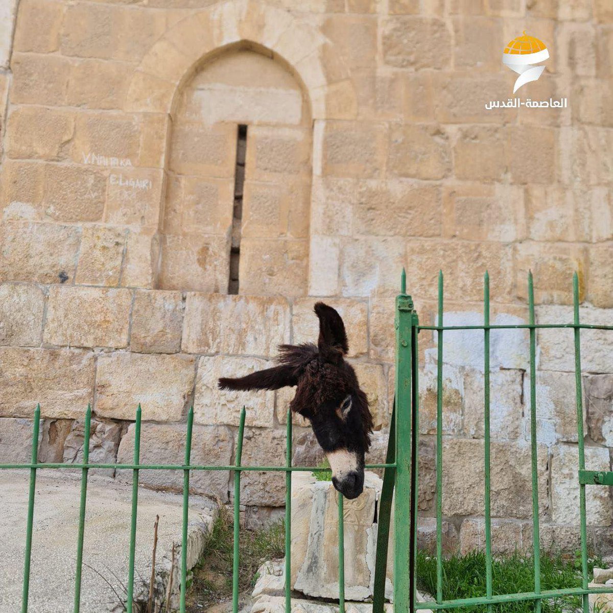 🚨🇮🇱 Israeli settlers STORMED the Bab al-Rahma cemetery in occupied Jerusalem and desecrated a grave with a donkey's head.