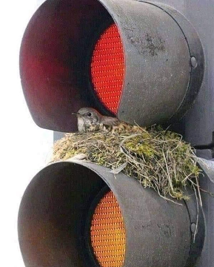 Cuando faltan árboles, no quedan más opciones 🌲