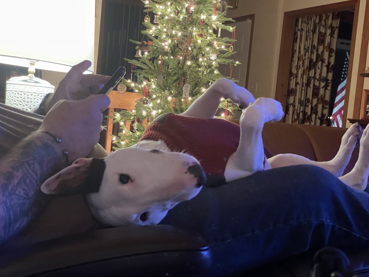 LFGRT99's tweet image. Merry Christmas and Happy New Years #pigscanfly