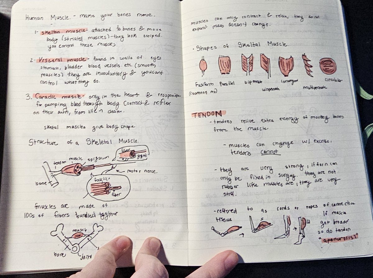 sakustudys's tweet photo. Took notes on joints, muscles, and eyes and ears today
#artstudy #anatomystudy https://t.co/25U7m2yaa1