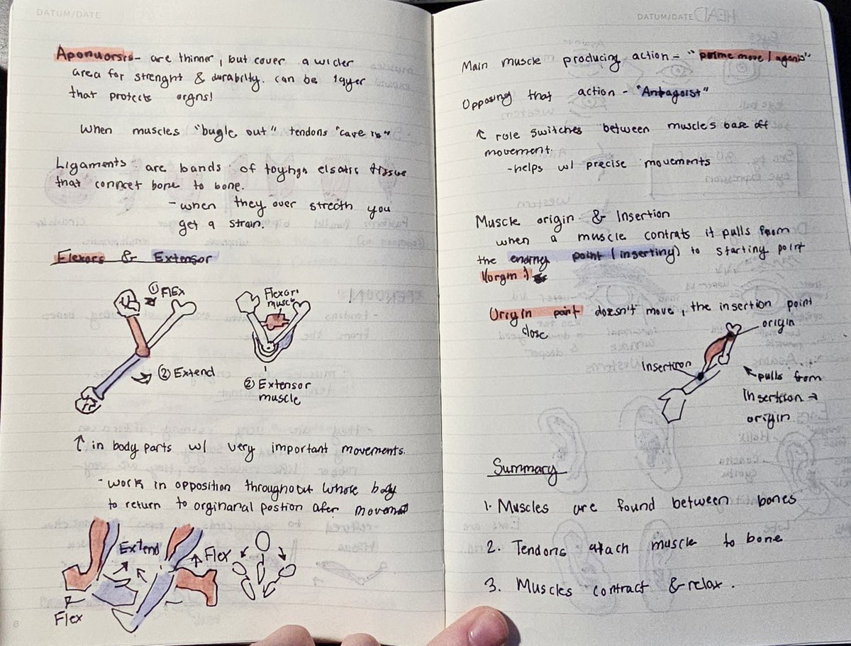 sakustudys's tweet photo. Took notes on joints, muscles, and eyes and ears today
#artstudy #anatomystudy https://t.co/25U7m2yaa1