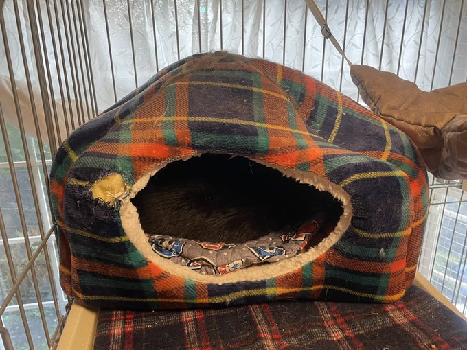 これが虚無なのか猫なのか?飼い主にもよく解らなくなる事が時々ある。 