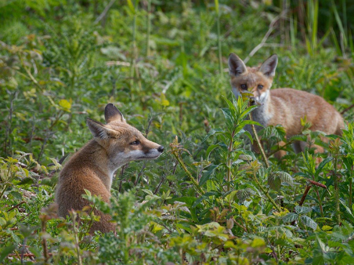 Hourlyfoxes tweet media