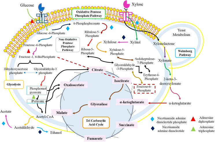 J_Bio_Bioprod's tweet photo. Sharma et al. covered recent advances in the design of #yeast cell factories for the synthesis of #terpenoids, #alkaloids, #phenylpropanoids, and other #natural chemicals, primarily focusing on #Pichia species
https://t.co/Lj95rLPG00 https://t.co/DCDiW1wGfK