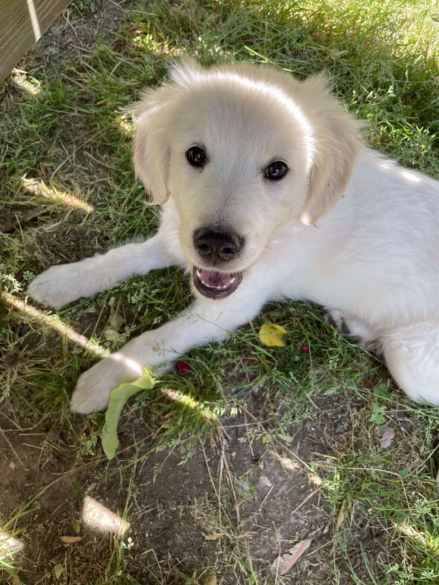 JimHodgson13's tweet photo. @TweeetsOfDogs This is Maggie Mae. She’s a rescue that I saved. First 2 are when I rescued her and the last picture is her now. She’s got 1 more year to grow. So smart, loving and becoming protective of me. But Maggie’s a lover to all who’s good to us. https://t.co/bp5K6TbDJf