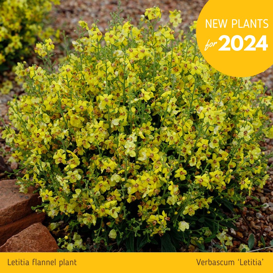 Announcing our NEW 2024 Plant Select® plants. Letitia flannel plant (Verbascum 'Letitia'). Full sun to part shade. Low water. Sandy, clay, or loam soil. 10-12″ wide, 10-12″ tall. Blooms mid-May to mid-June. Zones 5-10. ⁠#plantselect #newplants #letitiaflannelplant #verbascum