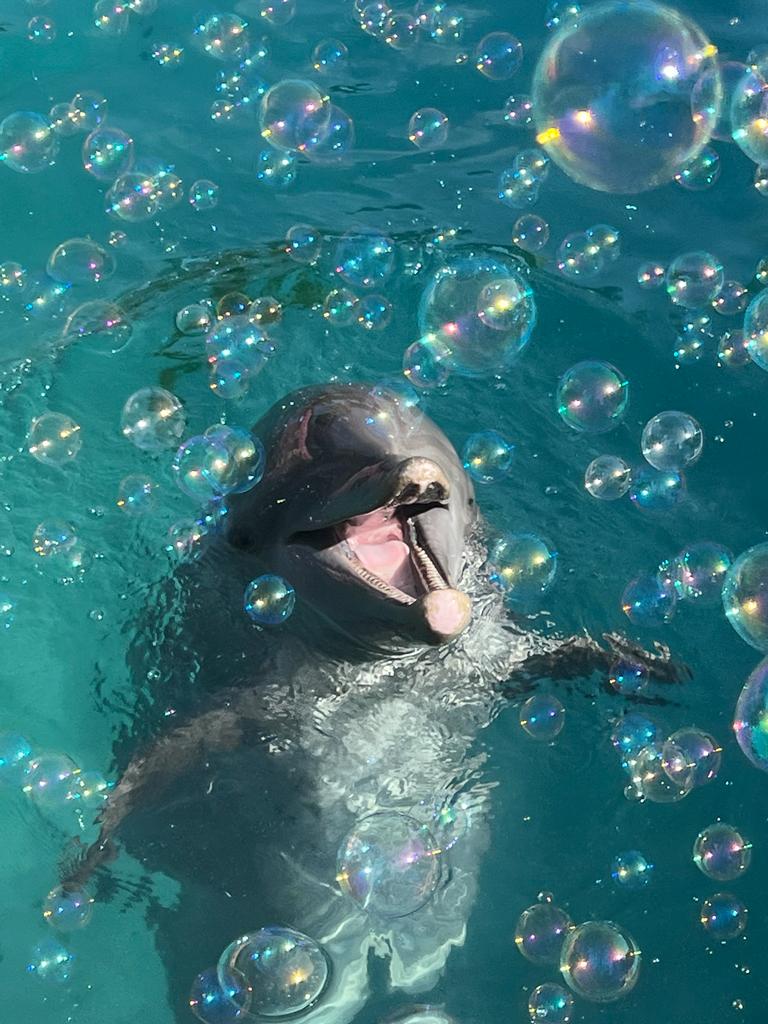 We are deeply saddened by the passing of Sundance today after precursors of illness yesterday. Our hearts are with the trainers and medical staff who unconditionally cared for him for more than 30 years.