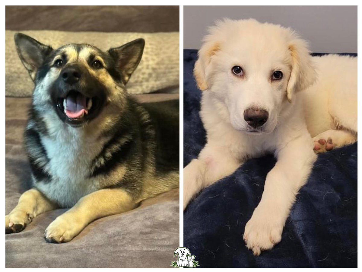 Sometimes the best way to heal from the loss of a dog, is to get another pooch! 🐶 That’s what happened at two of our foster homes over the holidays! They fell in love with Tate and Teddie and surprised their new human siblings with the news Christmas Day! 🥰 #AARCS #HomeAllAlong