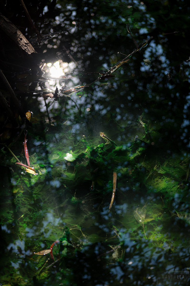 Ethereal Algae
Florida Oceanographic Society
Stuart, Florida