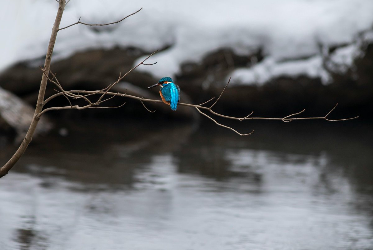 A blue common kingfisher on a tree

#snow #December2023 #WinterSolstice #MerryChristmas #MerryXmas #Noel #Noel2023 #NaturePhotography #nature #birds #Canada #USA #photography #photo #TwitterNatureCommunity