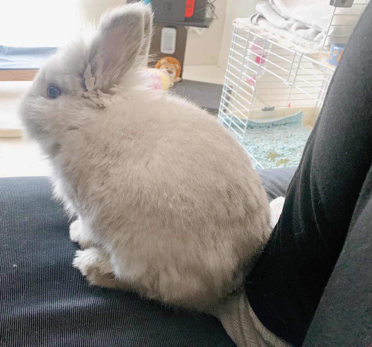 れおん🐰 tweet media
