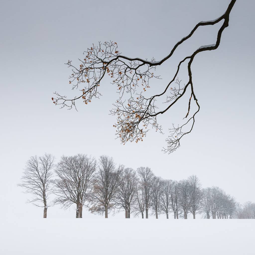 Art of Winter II by @martas_ #landscape #minimalism #trees #colours #colour #tree #contemporaryphotography #winter #snow #landscapehunter #fineart #color #vegetal #forest #photography #nature #digital #landscape_lovers #photographyislife artlimited.net/19577/art/phot…