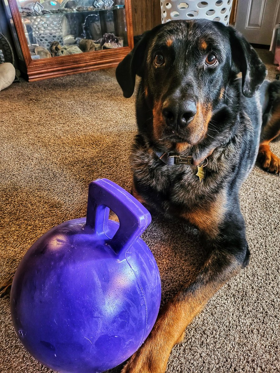 hopperchildfour's tweet photo. @haleyatbest Hello!!

From the goodest boi- Ruxtun

#beauceron https://t.co/nGWUrvysI4