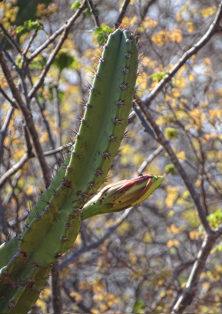 cjsbarros's tweet photo. Boa noite, com a flor do mandacaru que a essa hora deve estar aberta #faunafrutoeflor #flowerphotography #flordemandacaru #flor #mandacaru #sitiojuncosumé #sumeparaiba #sumé #naturephotography #natureza #Caatinga #semiarido #cereusjamacaru #Nordeste #Brasil https://t.co/LPurcxJytz