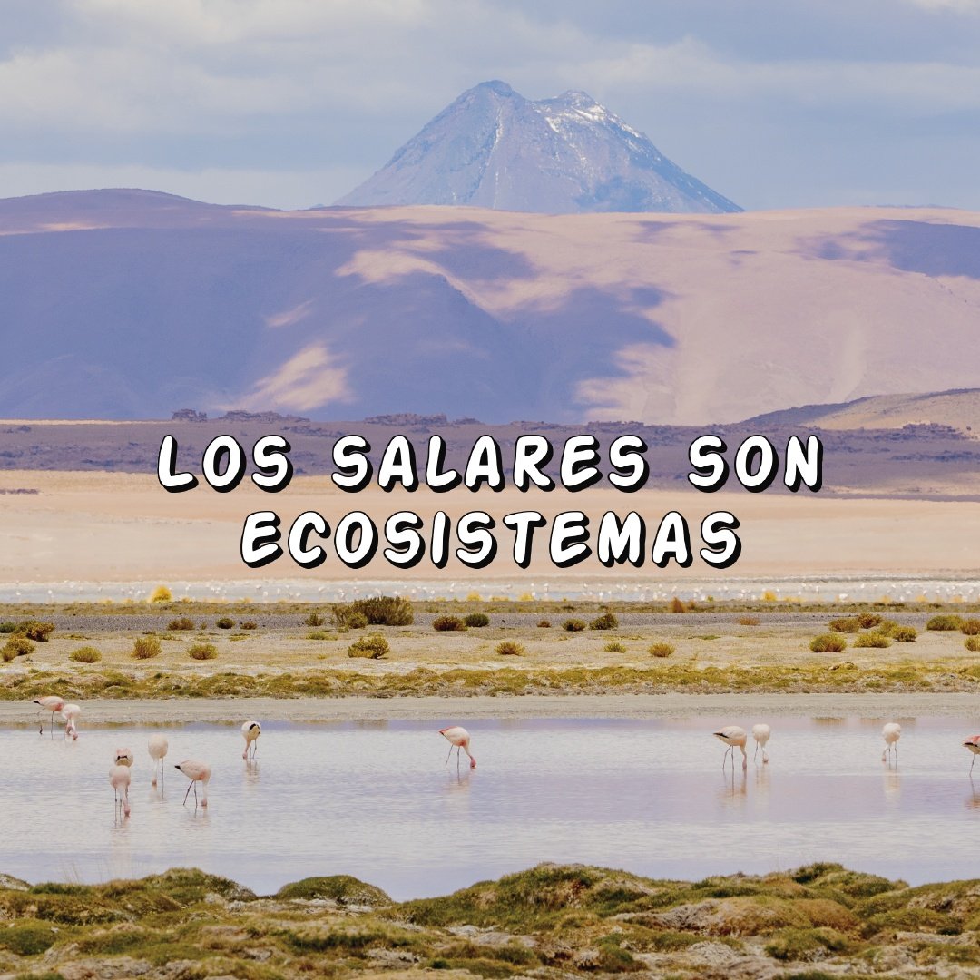 criordor's tweet photo. Los salares no son minas, los salares son ecosistemas https://t.co/PJHERvIIDw