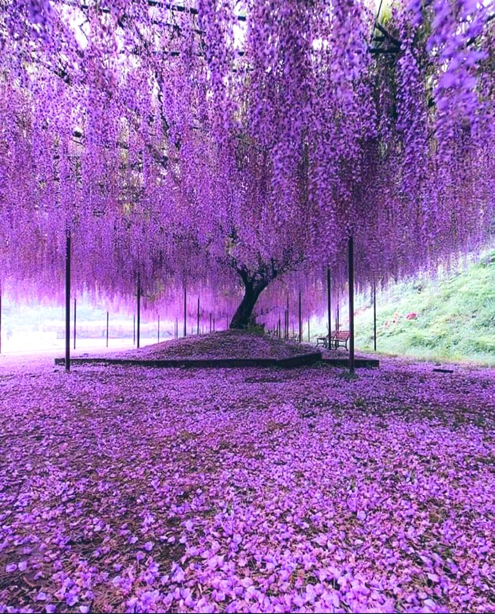 Discover the enchanting beauty of the world's most stunning wisteria tree at Ashikaga Flower Park in Tochigi Japan

#NatureBeauty #WisteriaWonder #AshikagaFlowerPark #Japan #nature 
👇
hasanjasim.online/this-150-year-…