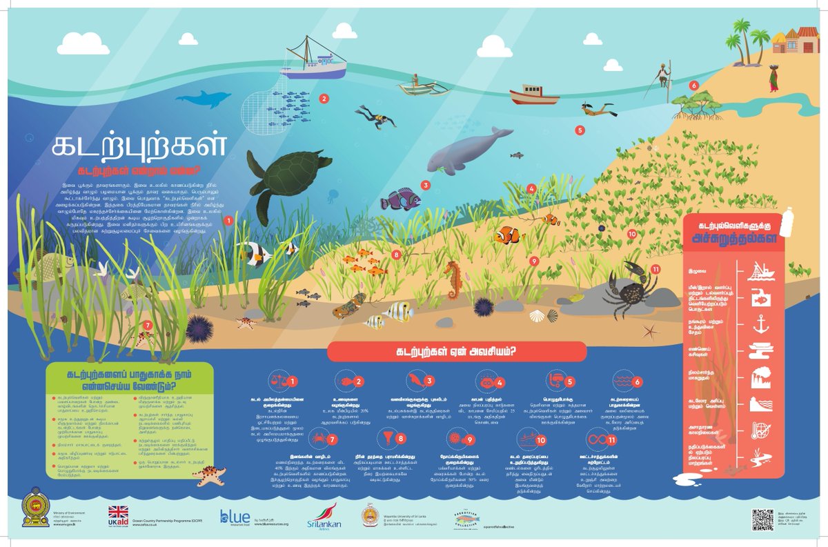 SusanthaUdageda's tweet photo. Seagrasses disappearing fast vital ecosystems vanishing like a football field every 30 min. They capture carbon 35x faster than rainforests! Our Blue Resources Trust made a tri-lingual poster for World Seagrass Day 2023. Join us in championing #SeagrassAwareness &amp; #ClimateAction! https://t.co/ybll3cRZaR