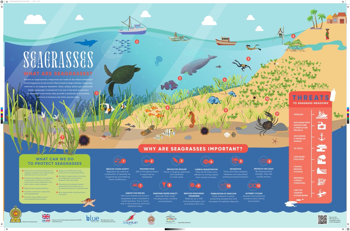 Seagrasses disappearing fast vital ecosystems vanishing like a football field every 30 min. They capture carbon 35x faster than rainforests! Our Blue Resources Trust made a tri-lingual poster for World Seagrass Day 2023. Join us in championing #SeagrassAwareness & #ClimateAction!