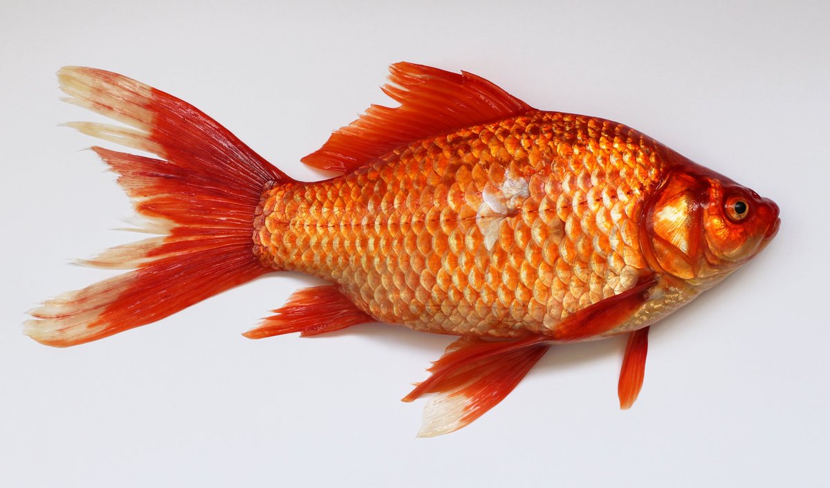 FisherLii's tweet photo. fisher fish https://t.co/JtG0ECOZnl