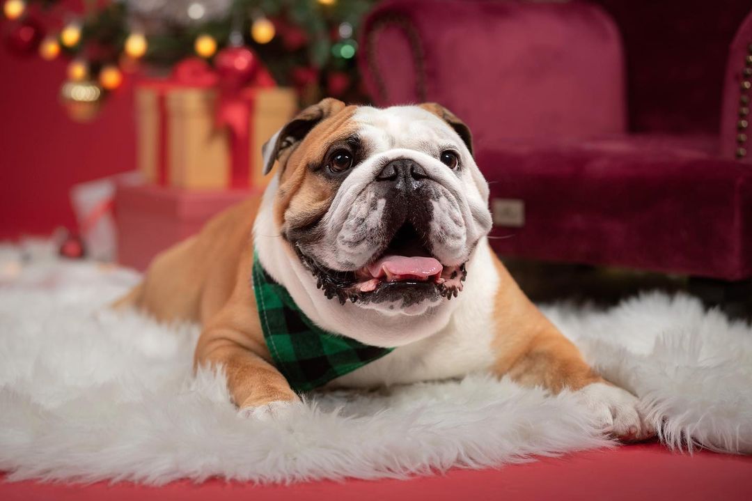#festiveseason #happyholidays #MerryChristmas
#bulldogsofinstagram #bulldogslife #bulldogsofig
#englishbulldog #bulldogs #englishbulldogsofinstagram
#dogsofinstagram #squishyfacecrew #doglovers
#dogoftheday #cutedogs #ilovemydog #dogsthatgram
#dogsdaily