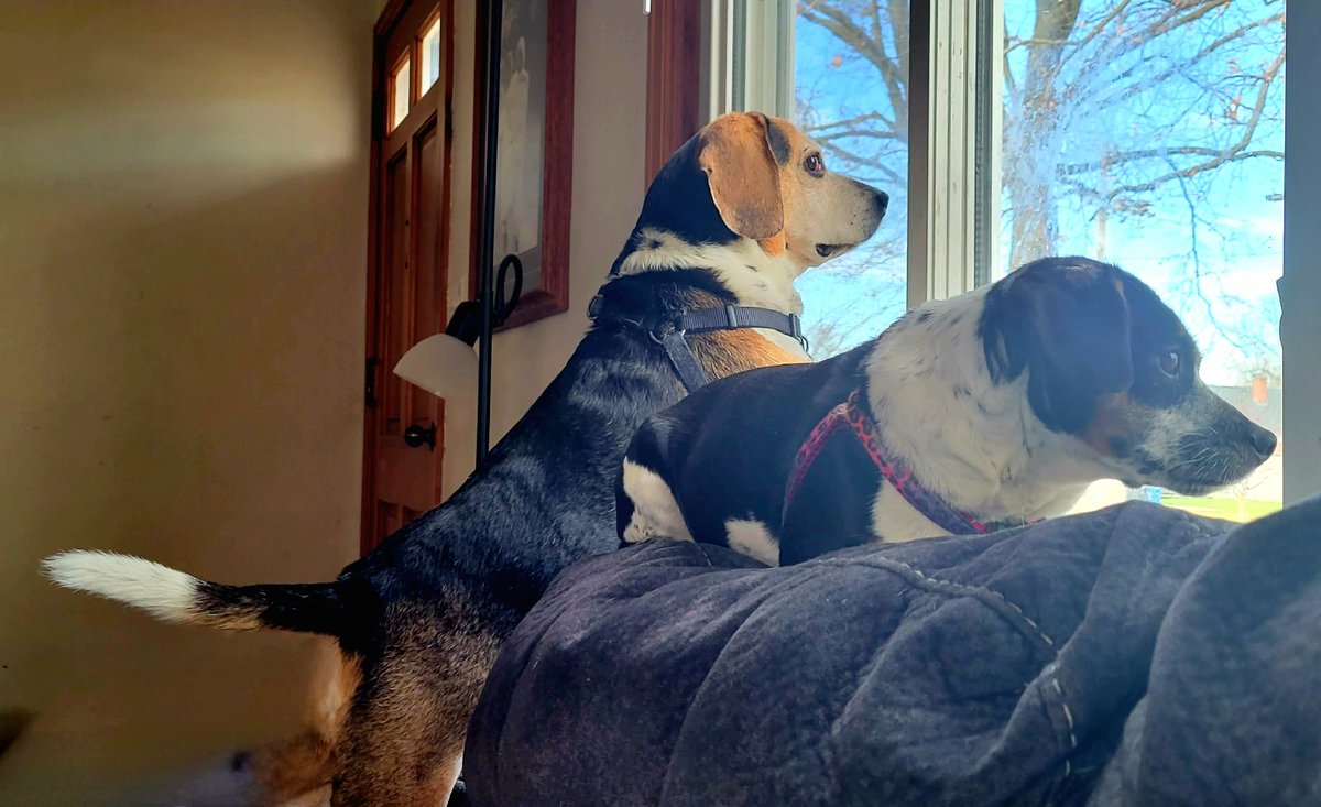 brendene123's tweet photo. @TweeetsOfDogs Dante' the beagle and Stella the ragle (rat terrier, beagle mix) checking out the northern perimeter.  Both are rescues.  Good at letting us know someone is there, but the beagle will try to lick you to death, and the ragle will bark at you from the upstairs bedroom. https://t.co/cW3GjnLh3D