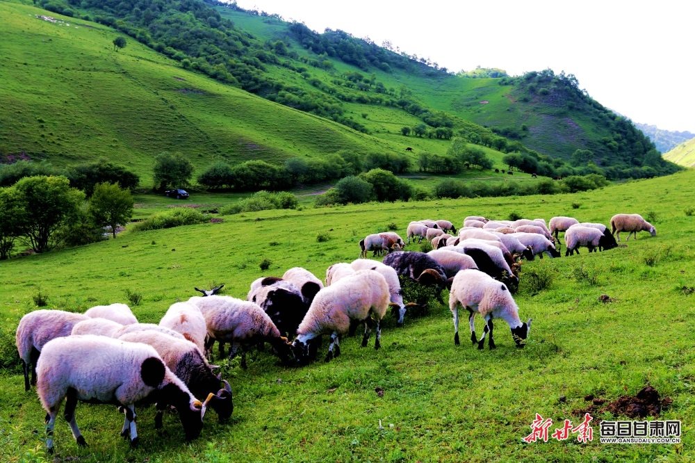 HiGansu's tweet photo. The scenery of Taoping grassland in Li County is uniquely beautiful🌲🌲🌲
#Chinagansushow #Gansu #china #chinatravel #Asian
#travelphotography #photographer #photography
#nature #naturebeauty #life #lifestyle
#internetplus https://t.co/g5WQLO8gid