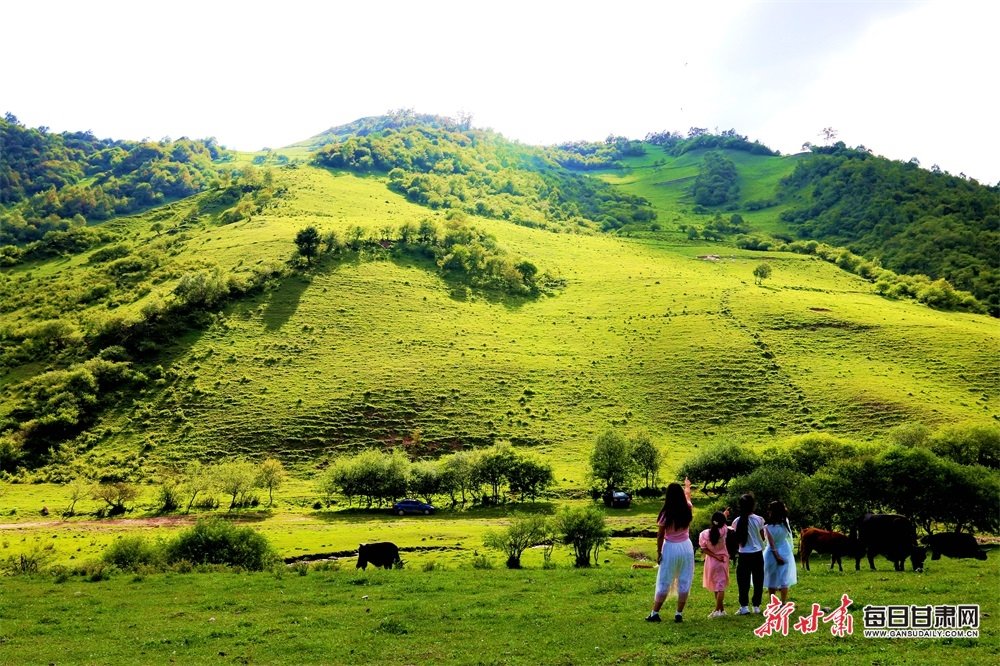 HiGansu's tweet photo. The scenery of Taoping grassland in Li County is uniquely beautiful🌲🌲🌲
#Chinagansushow #Gansu #china #chinatravel #Asian
#travelphotography #photographer #photography
#nature #naturebeauty #life #lifestyle
#internetplus https://t.co/g5WQLO8gid