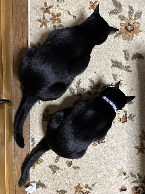 同じ日に生まれたねこズ。体格差。