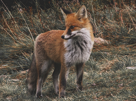 Gair y Dydd: madyn geiriadur.ac.uk/gpc/gpc.html?m… - enw llai cyfarwydd ar gadno neu lwynog. Ysgrifennodd R. Williams Parry, a fu farw ar y dyddiad hwn yn 1956, soned adnabyddus i'r Llwynog.