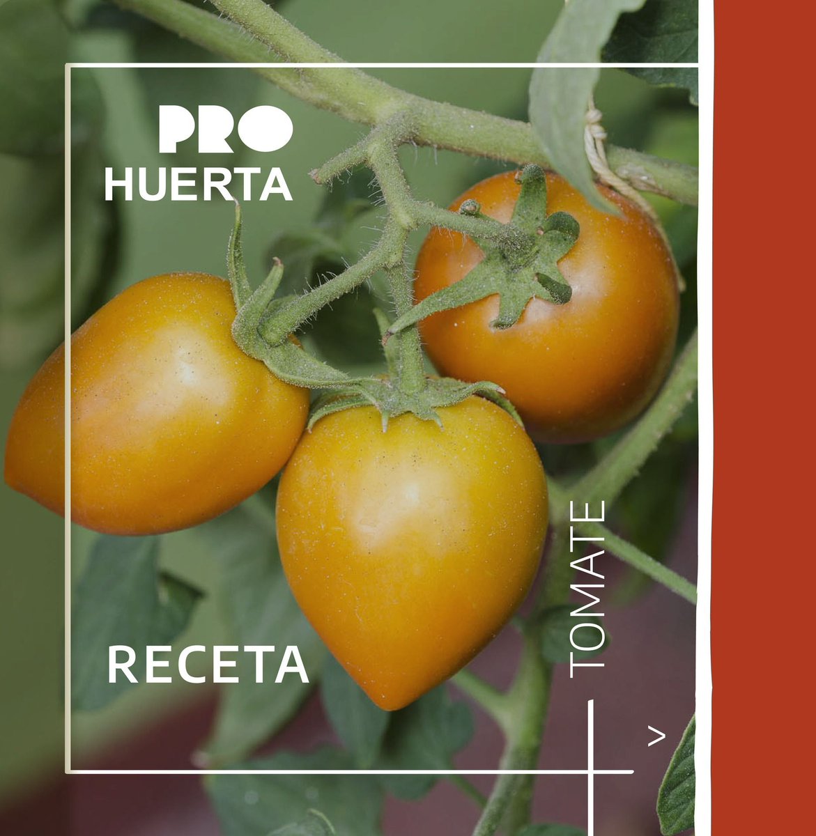prohuerta's tweet photo. 🍅 RECETA | Confitura de tomates

Rinde 2 frascos. Ideal para platos dulces o salados, en pan tostado o como acompañamiento de carnes asadas.

¡Aquí los ingredientes y la preparación! 👉🏽  https://t.co/fqqFZMtI4T

#Tomate #ProHuerta | @inta.argentina https://t.co/zox6YevGnF