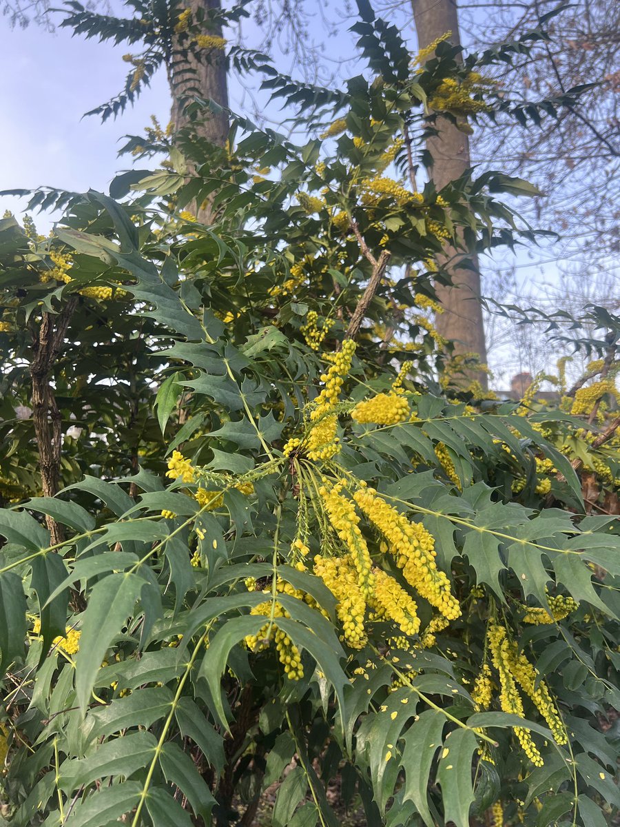 gojauntly's tweet image. Hey! We’ve seen some yellow #NatureNotes 💛