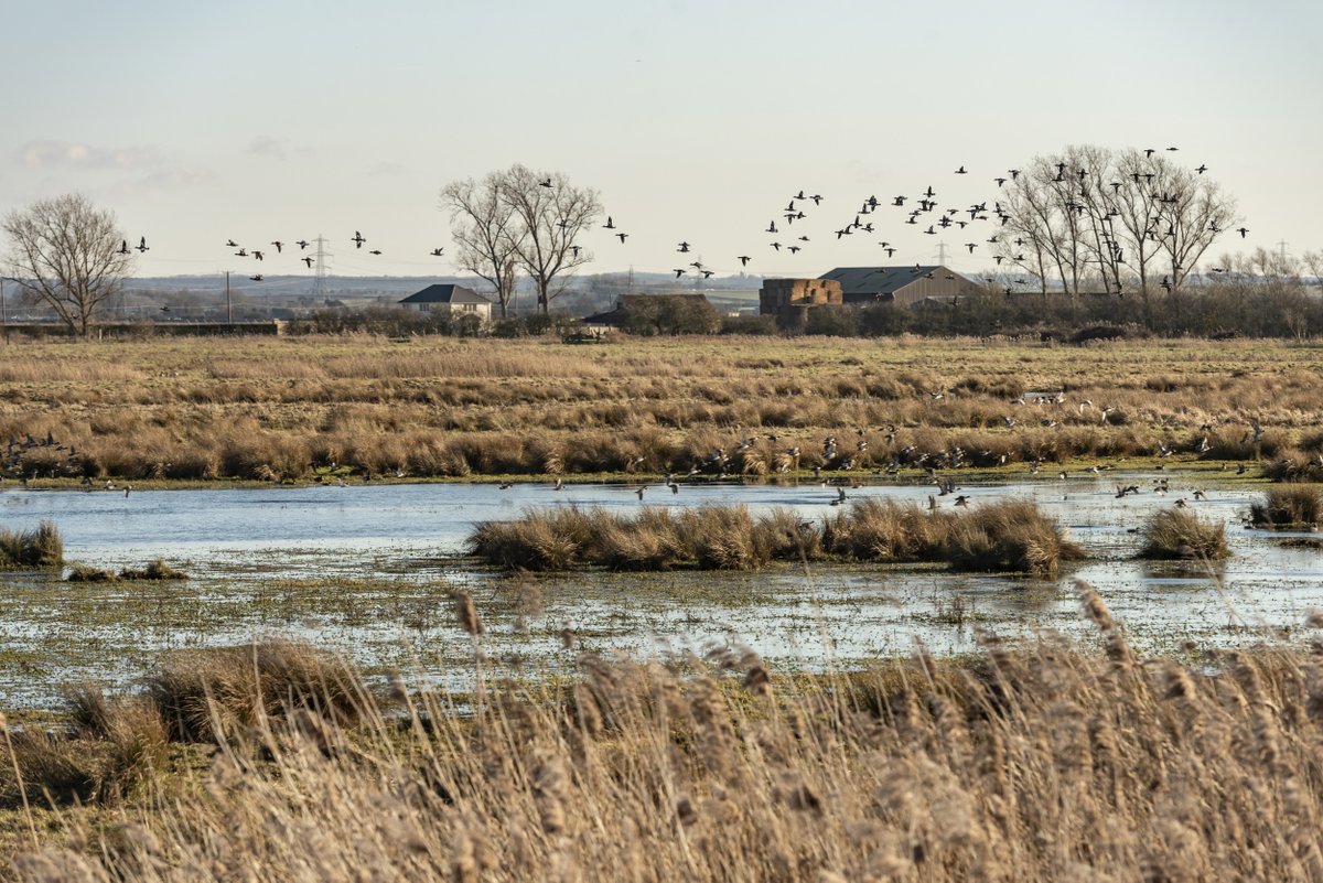 We are hiring! We have an exciting opportunity for a Landscape Partnership Manager to join the team at Wicken Fen. Please see the full job role for more details: bit.ly/LandscapePartn… 📸 NT Images/Paul Harris #nationaltrustjobs #nationaltrustopportunities #conservationjobs