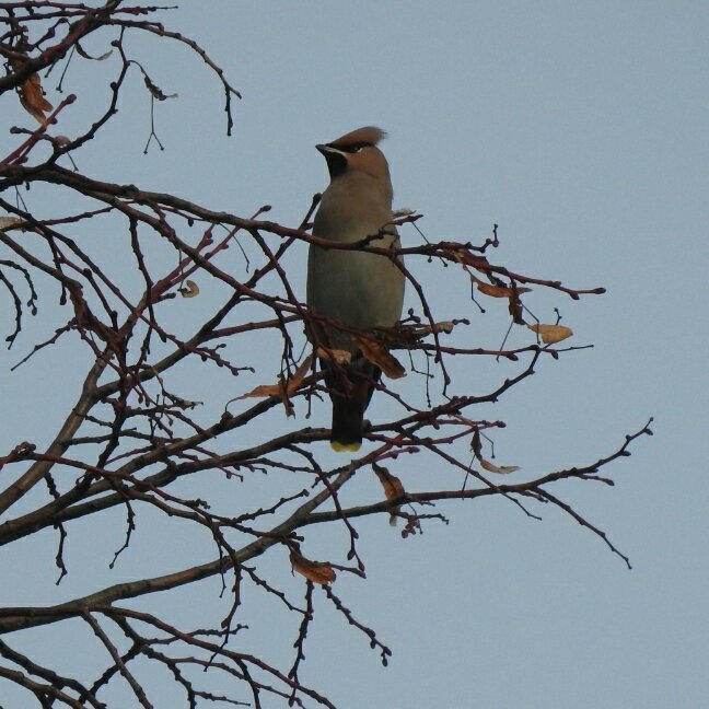 martingreenish4's tweet photo. Waxwings at Naunton Park, Cheltenham this morning. With @chelle36964384 # GlosBirds https://t.co/bkdweNL3T9