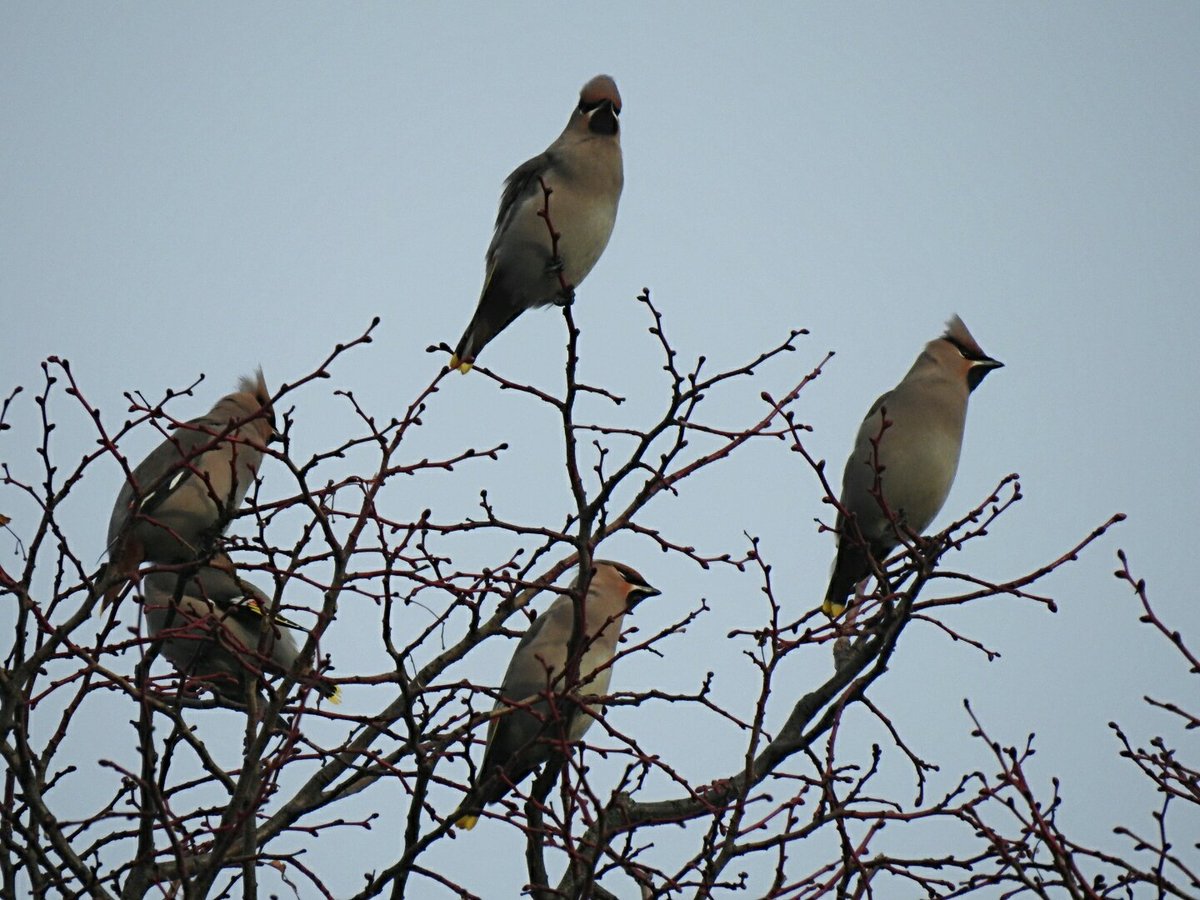 martingreenish4's tweet photo. Waxwings at Naunton Park, Cheltenham this morning. With @chelle36964384 # GlosBirds https://t.co/bkdweNL3T9