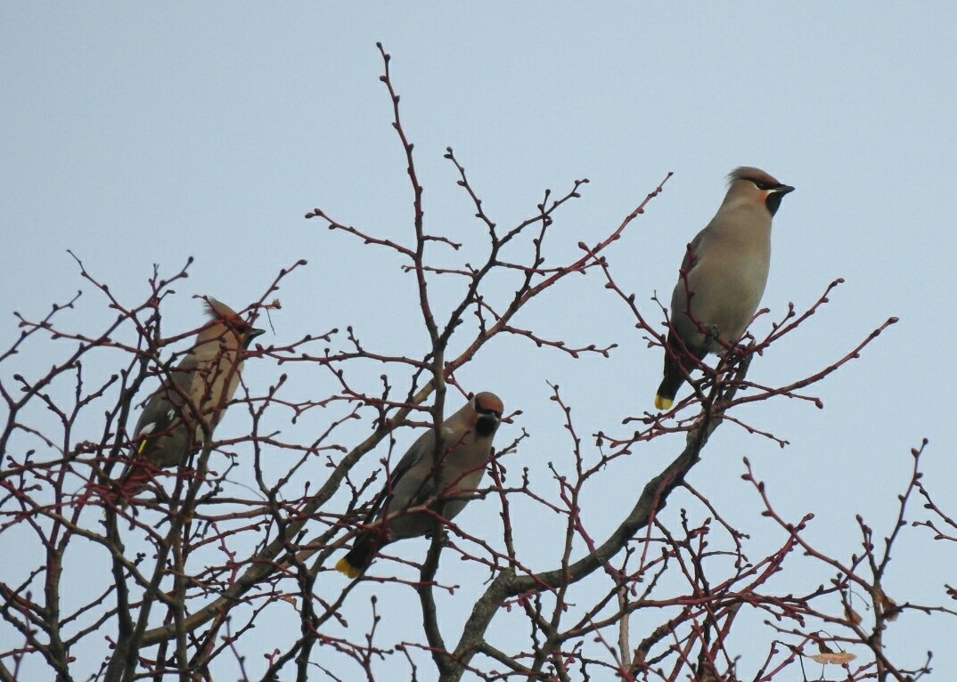 martingreenish4's tweet photo. Waxwings at Naunton Park, Cheltenham this morning. With @chelle36964384 # GlosBirds https://t.co/bkdweNL3T9
