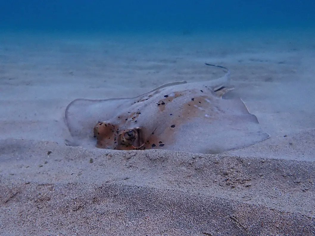A Coral Sea Mask Ray, Neotrygon trigonoides, hunting at dusk.

#coralseamaskray
#neotrygontrigonoides
#Yunbenun
#stingray
#ray