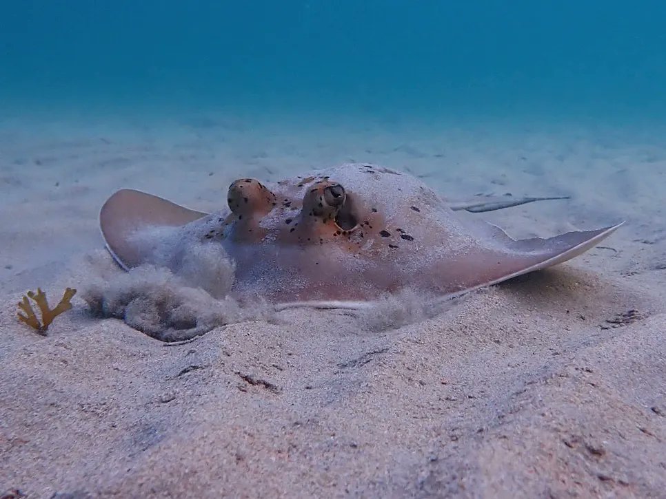 SeaSnakeBlanche's tweet photo. A Coral Sea Mask Ray, Neotrygon trigonoides, hunting at dusk.
#coralseamaskray
#neotrygontrigonoides
#Yunbenun
#stingray
#ray https://t.co/AgvrzZzk7P