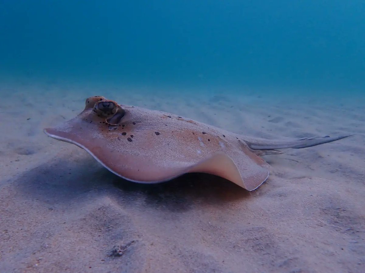 SeaSnakeBlanche's tweet photo. A Coral Sea Mask Ray, Neotrygon trigonoides, hunting at dusk.
#coralseamaskray
#neotrygontrigonoides
#Yunbenun
#stingray
#ray https://t.co/AgvrzZzk7P