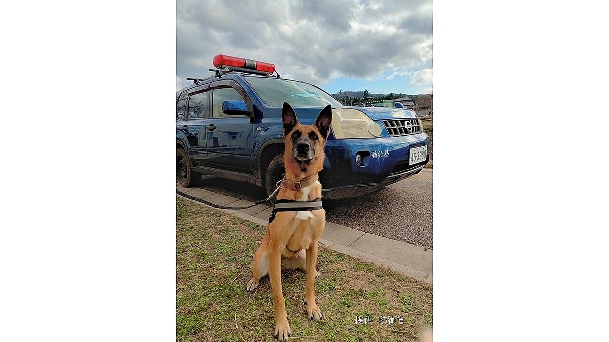 livedoornews's tweet photo. 【能登半島地震】自衛隊の捜索犬「ジェニファー」お手柄、高齢女性を救出
https://t.co/NgttHHMyZu

3歳メスの「ベルジアン・シェパード・ドッグ・マリノア」で、静岡県の航空自衛隊浜松基地が救助活動のため派遣していた。自衛隊は現地で捜索犬12匹による捜索救助活動を行っている。 https://t.co/jLTKMJF2m7