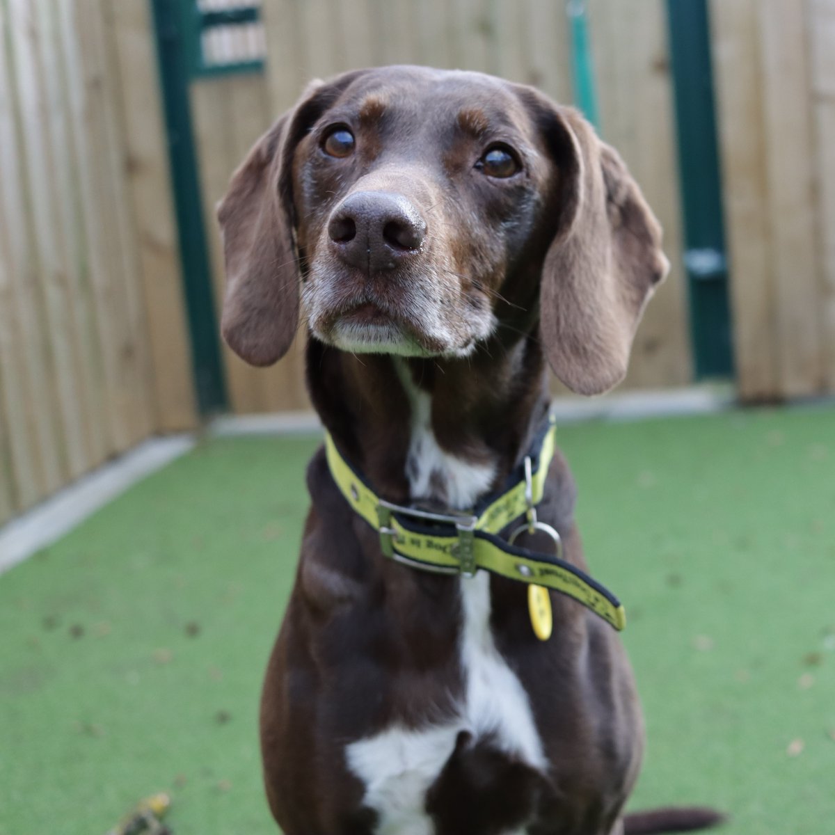 Poppy wanted to say hello and wondered if you'd seen any of the new dogs on our website, because she made her debut this week! 🐶 If you're looking to open your heart and home to an Old Age Pooch head over to our website today! dogstrust.org.uk/rehoming/dogs/… @dogstrust