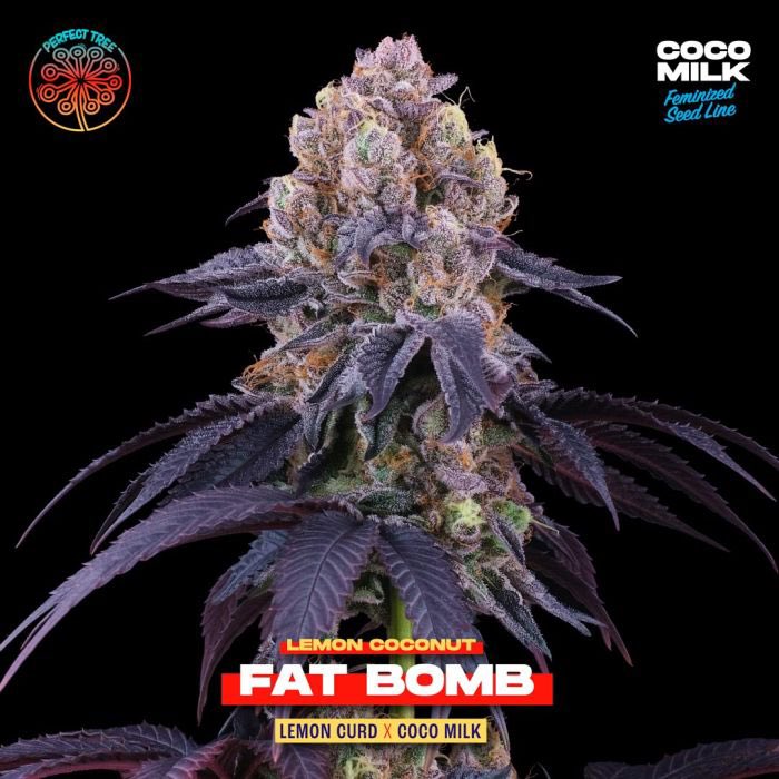 Lemon Coconut Fat Bomb Feminized Seeds By Perfect Tree. 

🌿 Dive into the world of premium cannabis genetics with Lemon Coconut Fat Bomb by Perfect Tree Seeds, a stellar creation from their Coco Milk collection. 🍋🥥 This modern hybrid F1 strain showcases the best of Lemon Curd