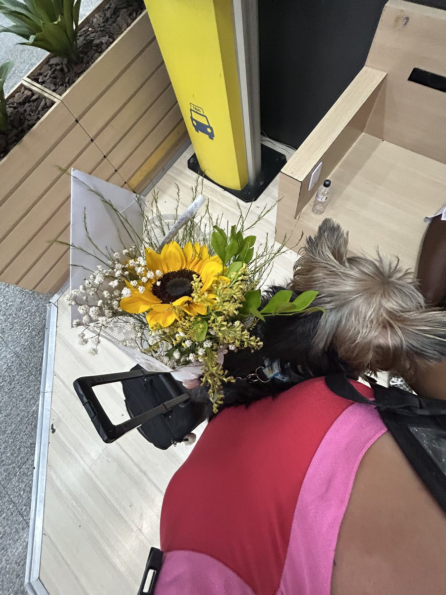 anabe12's tweet photo. E eu que fui recepcionada assim ontem 😍❤️🌻🫶🏻🍃🐶🤏🏼💌 https://t.co/4MBmejIe1G
