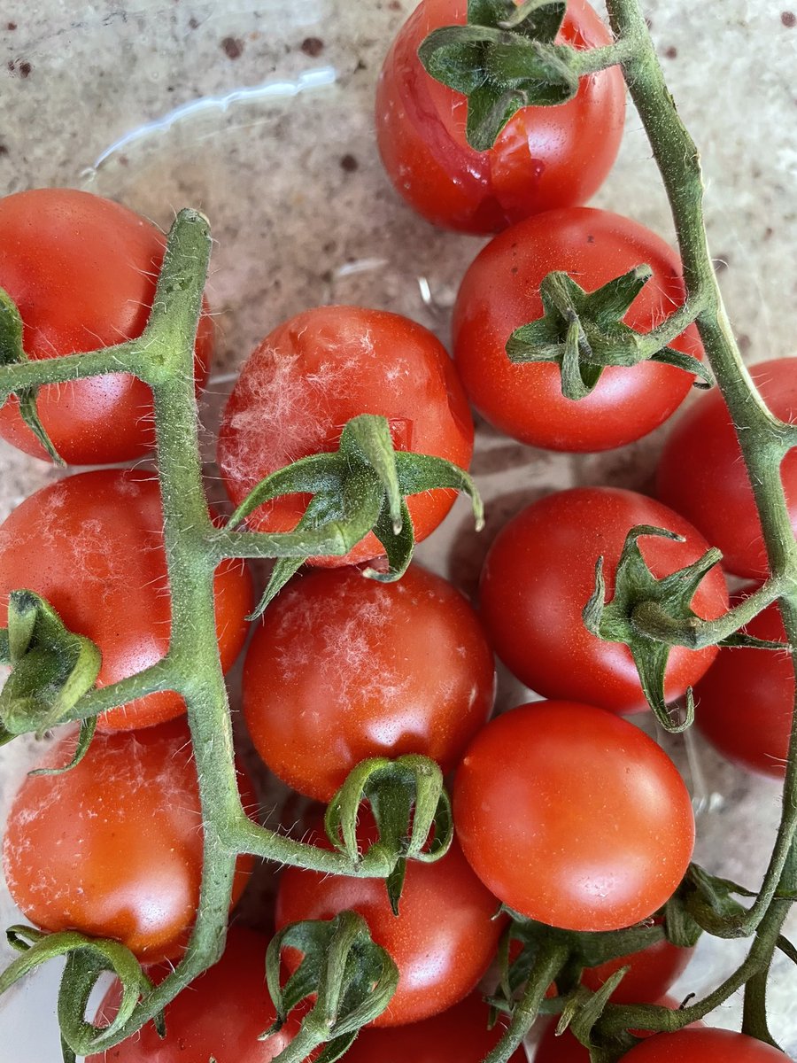 hmajor08's tweet photo. @Just got these #rotten tomatoes home from @Tesco Within sell by date but obviously not fit for consumption. https://t.co/7SRNfRfibL