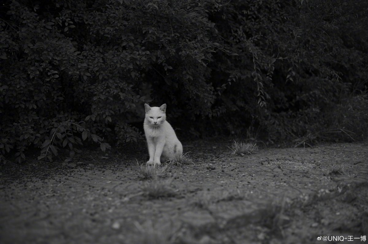 040124 wang yibo weibo update: all things that are lovable 
#wangyibo #王一博 #왕이보