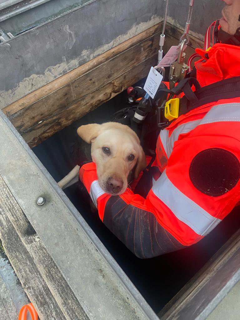TWFRS_USAR_Dogs's tweet photo. Great few days confined space and safe working at height training with our ISAR Canine Teams 🐾🐾 @Norfolkfire @WestYorkshireF2 @LFRS_USAR @firesearchdogs @FireResilience https://t.co/dLKS4WBAPr
