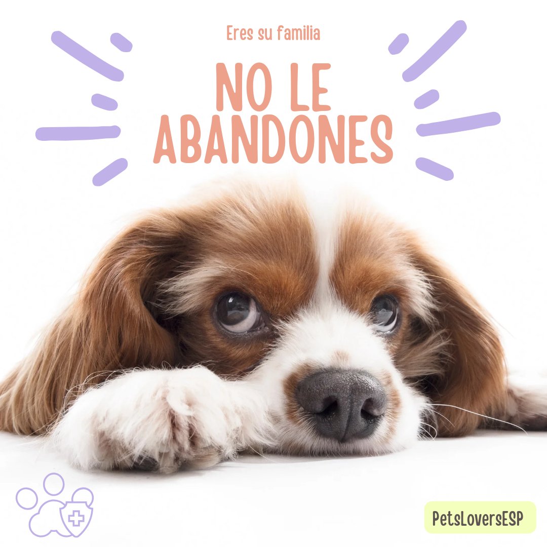 PetsLoversESP's tweet image. 🐾 Explorando el mundo animal con amor y cuidado. Descubre consejos, productos y noticias para el bienestar de nuestros compañeros peludos. ¡Juntos creamos un ambiente saludable para todos los seres vivos! 🌿 #BienestarAnimal #AmoAlosAnimales